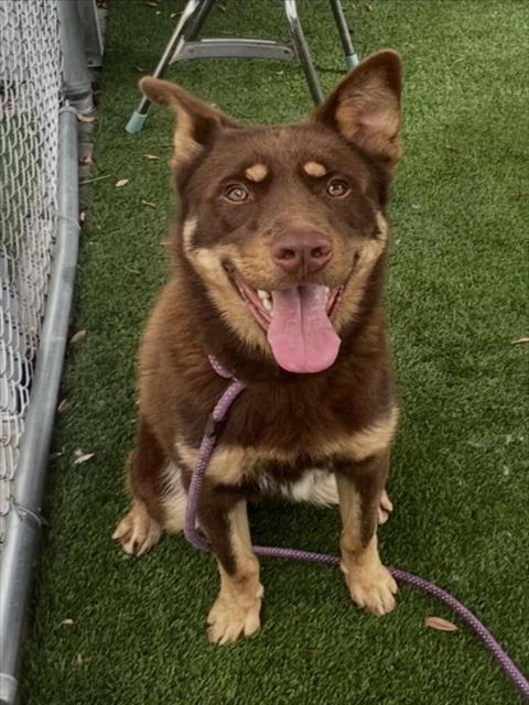 Shelter Stray Male Dog last seen , 1850 W 60th St, Los Angeles, CA 90047, USA