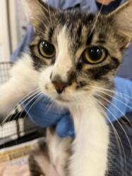 Shelter Stray Female Cat last seen , 1850 W 60th St, Los Angeles, CA 90047, USA