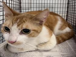 Shelter Stray Female Cat last seen , 1850 W 60th St, Los Angeles, CA 90047, USA