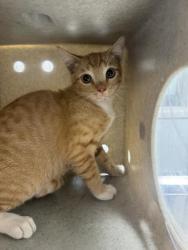Shelter Stray Male Cat last seen , 1850 W 60th St, Los Angeles, CA 90047, USA