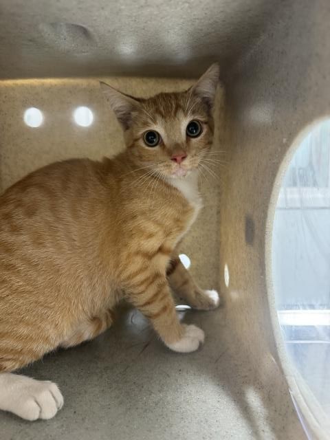 Shelter Stray Male Cat last seen , 1850 W 60th St, Los Angeles, CA 90047, USA