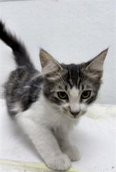 Shelter Stray Male Cat last seen , 1850 W 60th St, Los Angeles, CA 90047, USA