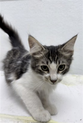 Shelter Stray Male Cat last seen , 1850 W 60th St, Los Angeles, CA 90047, USA