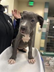 Shelter Stray Female Dog last seen Near BLOCK S MISTLETOE AVE, SAN JACINTO, 581 S Grand Ave, San Jacinto, CA 92582, USA