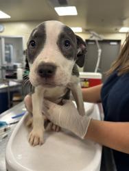 Shelter Stray Female Dog last seen Near BLOCK S MISTLETOE AVE, SAN JACINTO, 581 S Grand Ave, San Jacinto, CA 92582, USA
