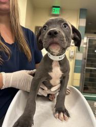 Shelter Stray Female Dog last seen Near BLOCK S MISTLETOE AVE, SAN JACINTO, 581 S Grand Ave, San Jacinto, CA 92582, USA