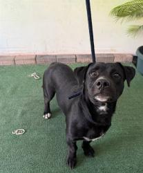 Shelter Stray Male Dog last seen , 4275 Elton St, Baldwin Park, CA 91706, USA