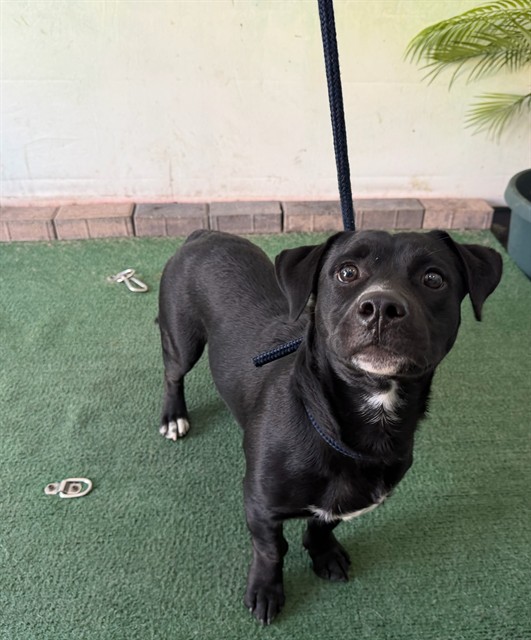 Shelter Stray Male Dog last seen , 4275 Elton St, Baldwin Park, CA 91706, USA