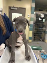 Shelter Stray Male Dog last seen Near BLOCK S MISTLETOE AVE, SAN JACINTO, 581 S Grand Ave, San Jacinto, CA 92582, USA
