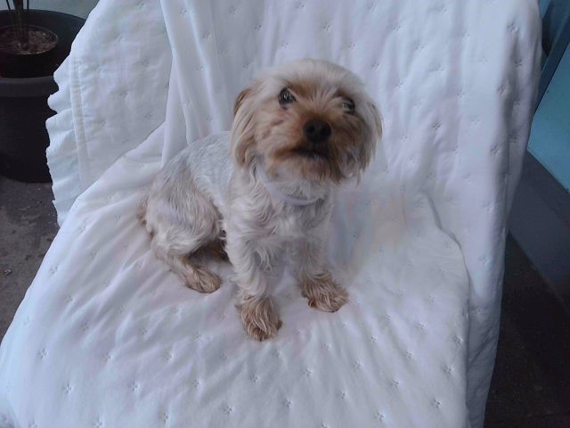 Shelter Stray Male Dog last seen , 4275 Elton St, Baldwin Park, CA 91706, USA