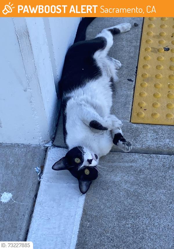 Found/Stray Unknown Cat last seen 5th street and Merkley Way, Sacramento, CA 95818