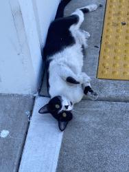 Found/Stray Unknown Cat last seen 5th street and Merkley Way, Sacramento, CA 95818