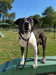 Shelter Stray Female Dog last seen Near BLOCK E CASA LOMA DR, BAKERSFIELD CA 93307, 3951 Fruitvale Ave, Bakersfield, CA 93308, USA
