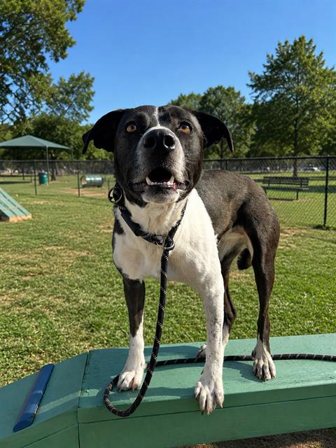 Shelter Stray Female Dog last seen Near BLOCK E CASA LOMA DR, BAKERSFIELD CA 93307, 3951 Fruitvale Ave, Bakersfield, CA 93308, USA