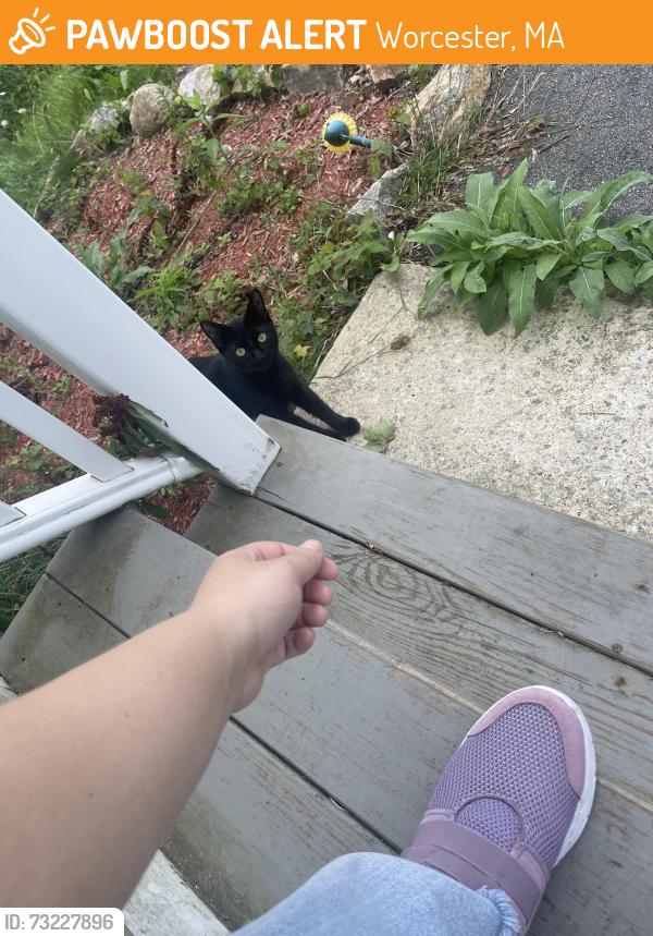 Found/Stray Unknown Cat last seen Near Forbes st Worcester ma, Worcester, MA 01605
