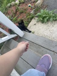 Found/Stray Unknown Cat last seen Near Forbes st Worcester ma, Worcester, MA 01605
