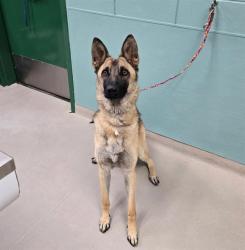 Shelter Stray Female Dog last seen Near BLOCK S VIRGINIA ST, RENO NV 89511, 2825 Longley Ln Suite A, Reno, NV 89502, USA