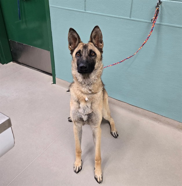 Shelter Stray Female Dog last seen Near BLOCK S VIRGINIA ST, RENO NV 89511, 2825 Longley Ln Suite A, Reno, NV 89502, USA
