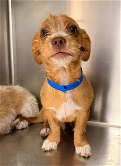Shelter Stray Male Dog last seen Near BLOCK AVENIDA CARRANZA, LA QUINTA CA 92253, 72050 Pet Land Pl, Thousand Palms, CA 92276, USA