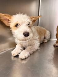 Shelter Stray Female Dog last seen Near BLOCK AVENIDA CARRANZA, LA QUINTA CA 92253, 72050 Pet Land Pl, Thousand Palms, CA 92276, USA