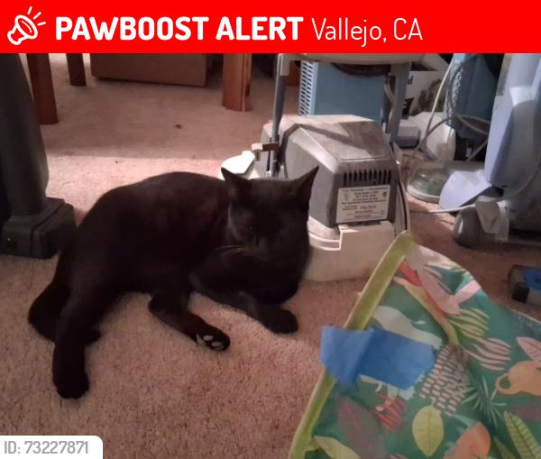 Lost Male Cat last seen Skyline Dr, Vallejo, CA 94591