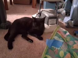 Lost Male Cat last seen Skyline Dr, Vallejo, CA 94591