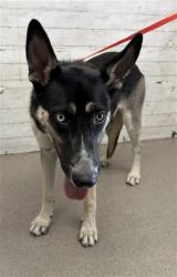 Shelter Stray Female Dog last seen S TIPPECANOE AVE X E RIALTO AVE, 333 Chandler Pl, San Bernardino, CA 92408, USA