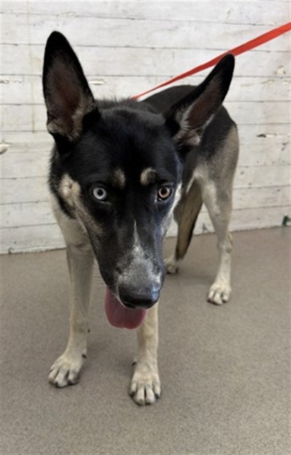 Shelter Stray Female Dog last seen S TIPPECANOE AVE X E RIALTO AVE, 333 Chandler Pl, San Bernardino, CA 92408, USA