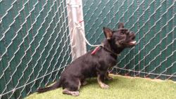 Shelter Stray Male Dog last seen , 11258 Garfield Ave, Downey, CA 90242, USA