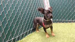 Shelter Stray Male Dog last seen , 11258 Garfield Ave, Downey, CA 90242, USA