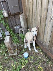Reunited Unknown Dog last seen Oh in my backyard then it jumped into my neighbor's backyard. Where is sitting at right now?, Tacoma, WA 98418