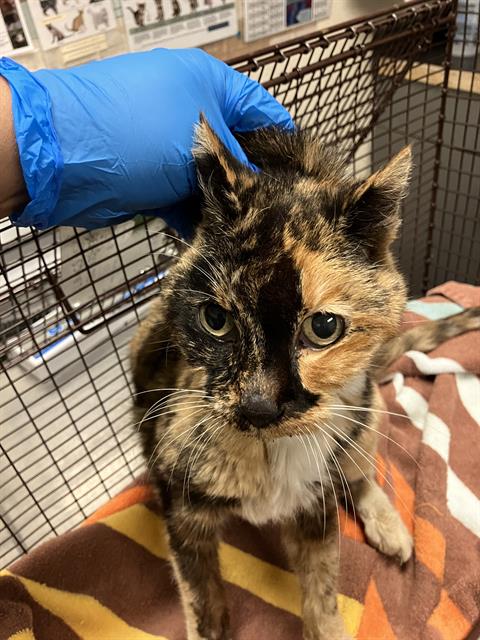 Shelter Stray Female Cat last seen Near BLOCK BLCK HOFFMAN AVE, LONG BEACH, CA,90813, 7700 E Spring St, Long Beach, CA 90815, USA