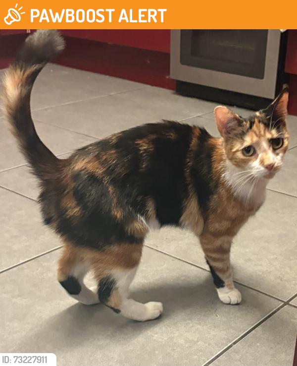 Found/Stray Unknown Cat last seen North field Road, West Midlands, England CV1 2BN