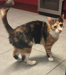 Found/Stray Unknown Cat last seen North field Road, West Midlands, England CV1 2BN