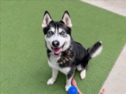 Shelter Stray Male Dog last seen , 957 N Gaffey St, San Pedro, CA 90731, USA
