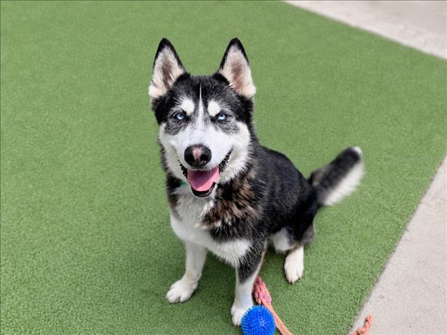 Shelter Stray Male Dog last seen , 957 N Gaffey St, San Pedro, CA 90731, USA