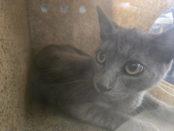 Shelter Stray Female Cat last seen , 957 N Gaffey St, San Pedro, CA 90731, USA