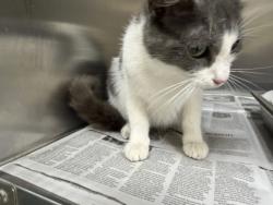 Shelter Stray Female Cat last seen , 957 N Gaffey St, San Pedro, CA 90731, USA