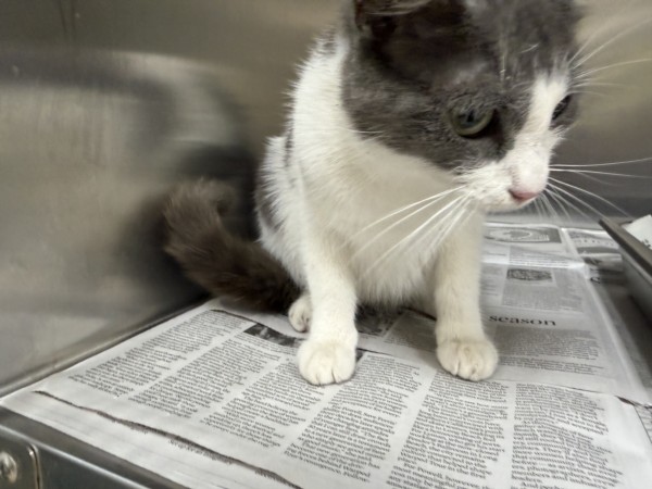 Shelter Stray Female Cat last seen , 957 N Gaffey St, San Pedro, CA 90731, USA