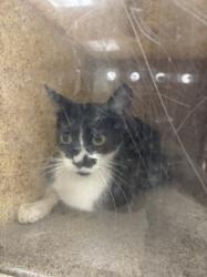Shelter Stray Female Cat last seen , 957 N Gaffey St, San Pedro, CA 90731, USA