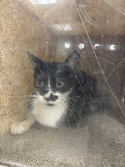 Shelter Stray Female Cat last seen , 957 N Gaffey St, San Pedro, CA 90731, USA