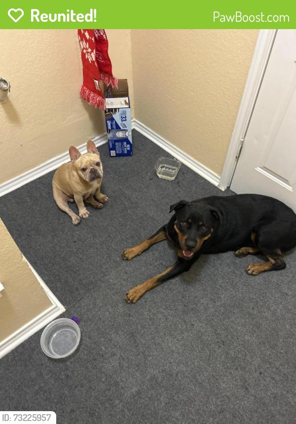 Reunited Male Dog last seen Culebra rd, San Antonio, TX 78253