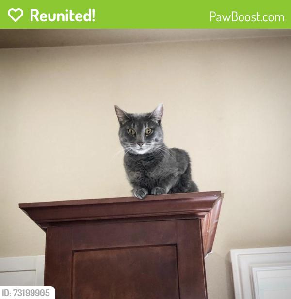 Reunited Female Cat last seen Hey 72, Centerton, AR 72719