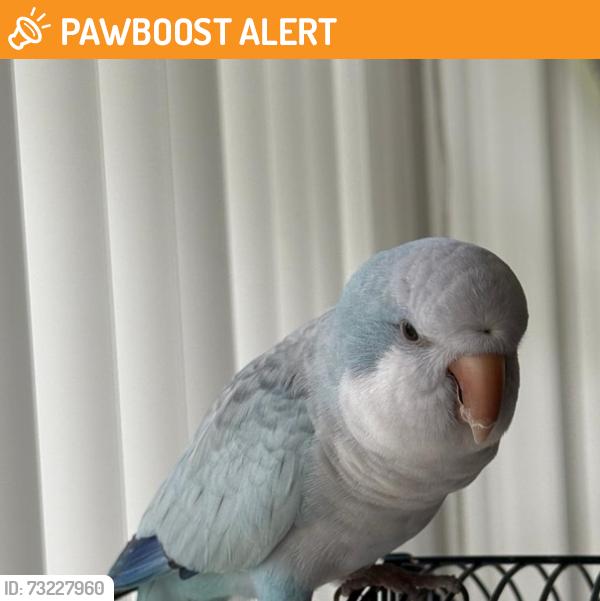 Found/Stray Unknown Bird last seen Near block of Biscayne Boulevard, North Miami Beach, FL 33160