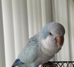 Found/Stray Unknown Bird last seen Near block of Biscayne Boulevard, North Miami Beach, FL 33160