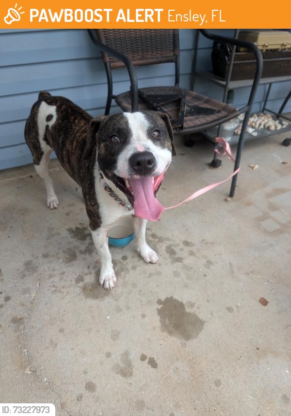 Found/Stray Male Dog last seen Detroit, Ensley, FL 32534