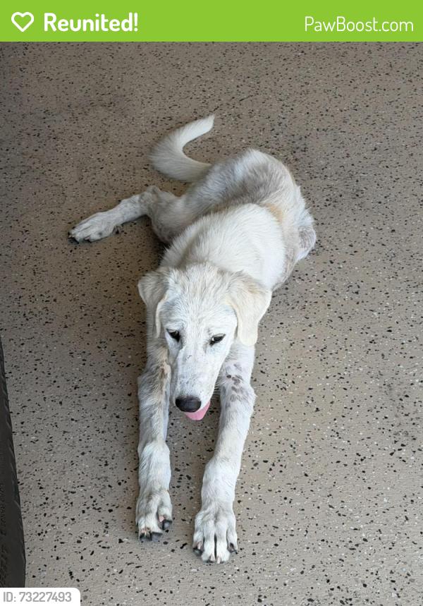 Reunited Female Dog last seen Oeste Golf Course, Willow Park, TX 76087