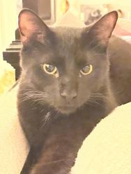 Lost Male Cat last seen Nc-11, Strawberrys on 903, norris store rd, Ayden, NC 28513