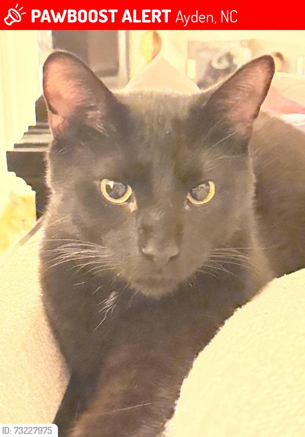 Lost Male Cat last seen Nc-11, Strawberrys on 903, norris store rd, Ayden, NC 28513