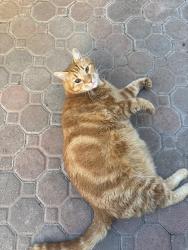 Lost Male Cat last seen Bell Gardens/ Commerce, Bell Gardens, CA 90201